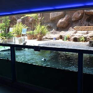 Pinguin Enclosure