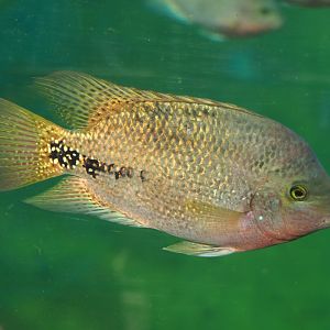 Cichlid in Burgers' Mangrove manatee tank