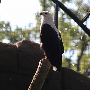 African Fish Eagle