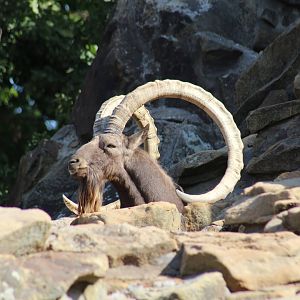 Siberian Ibex