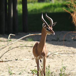 Southern Gerenuk