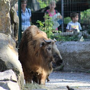 Sichuan Takin