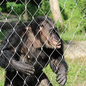 Western Chimpanzee