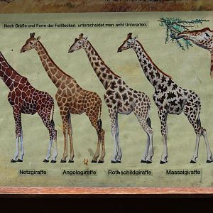 Giraffe Signage