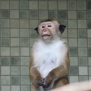 Toque Macaque