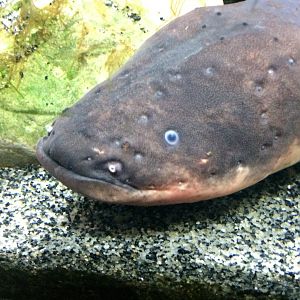 Electric eel