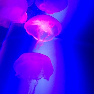 Jellyfish
