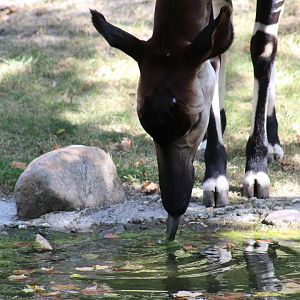 Okapi Drinking