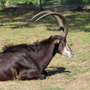 Southern Sable Antelope