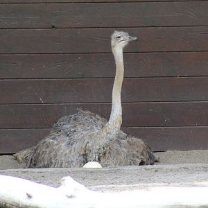 South African Ostrich Nesting