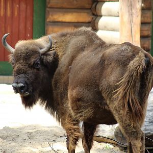 Wisent