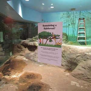 Rainforest exhibit renovation