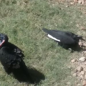 Abyssinian ground hornbill