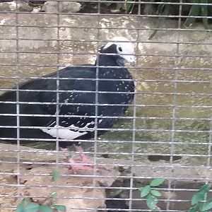 Blue-throated piping guan