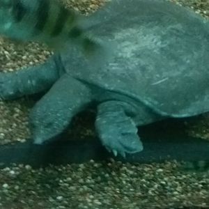 African softshell turtle