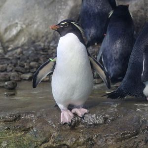 Southern Rockhopper Penguin