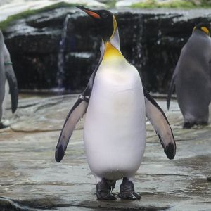 King Penguin