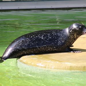 East Atlantic Harbor Seal