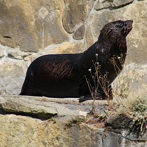Cape Fur Seal