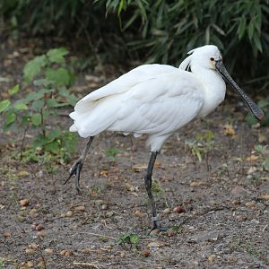 Eurasian Spoonbill