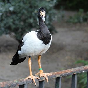 Magpie-Goose