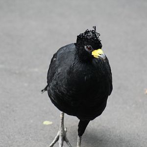 Bare-Faced Curassow