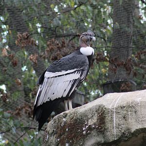 Andean Condor