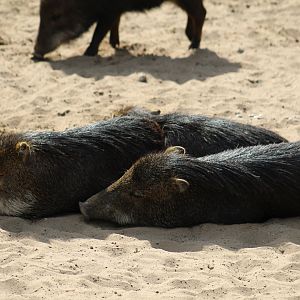 Southern White-Lipped Peccary