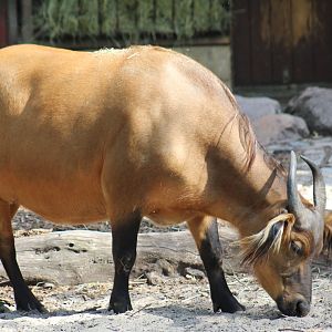 African Forest Buffalo