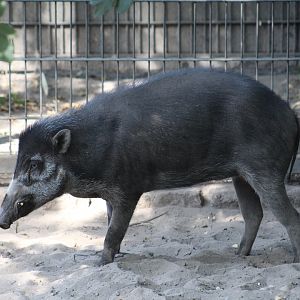 Negros Warty Pig