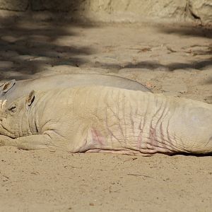 North Sulawesi Babirusas
