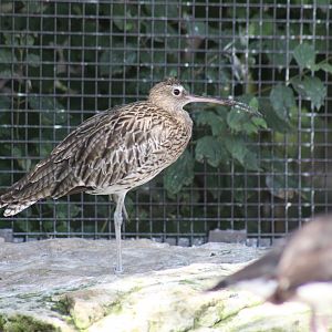 Eurasian Curlew