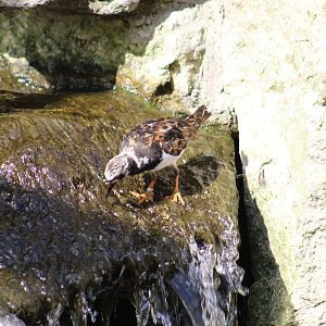 Turnstone Feeding in Waterfall