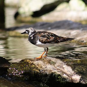 Ruddy Turnstone