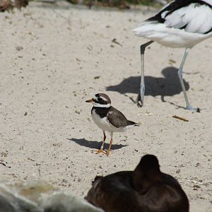 Common Ringed Plover