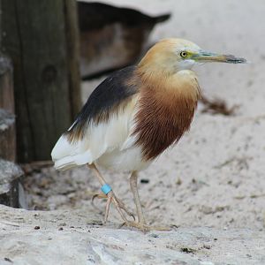 Indian Pond-Heron