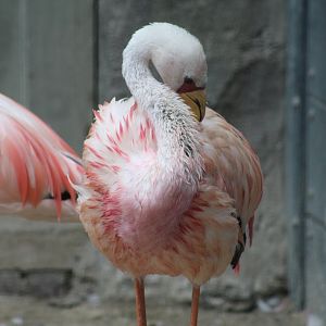 James's Flamingo