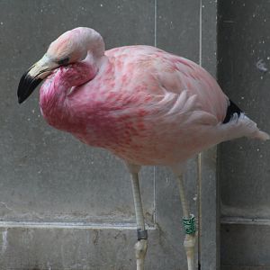 Andean Flamingo