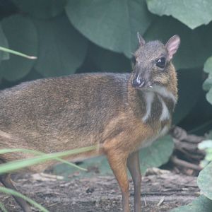 Lesser Malay Chevrotain