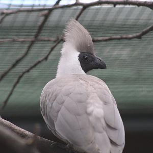 Black-Faced Go-Away-Bird