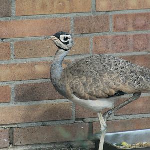 East African White-Bellied Bustard