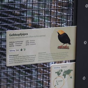 Golden-Headed Manakin Signage
