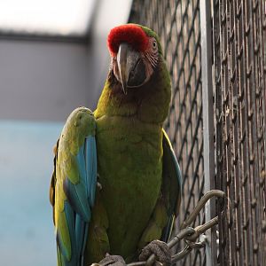 Mexican Military Macaw