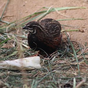 Harlequin Quail