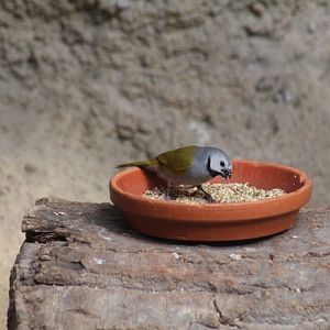 Grey-Headed Oliveback
