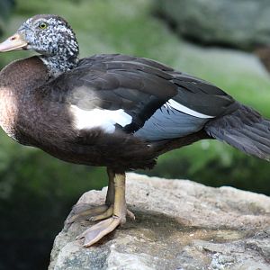 White-Winged Wood Duck