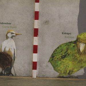 Oversized Kakapo