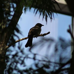 Common Bulbul
