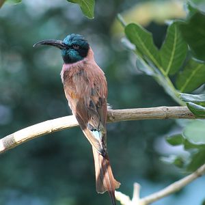 Northern Carmine Bee-Eater