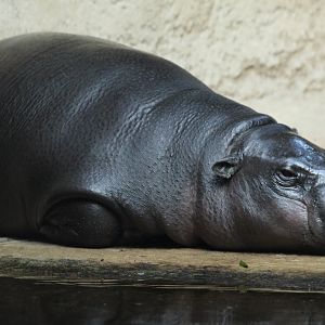 Pygmy Hippopotamus